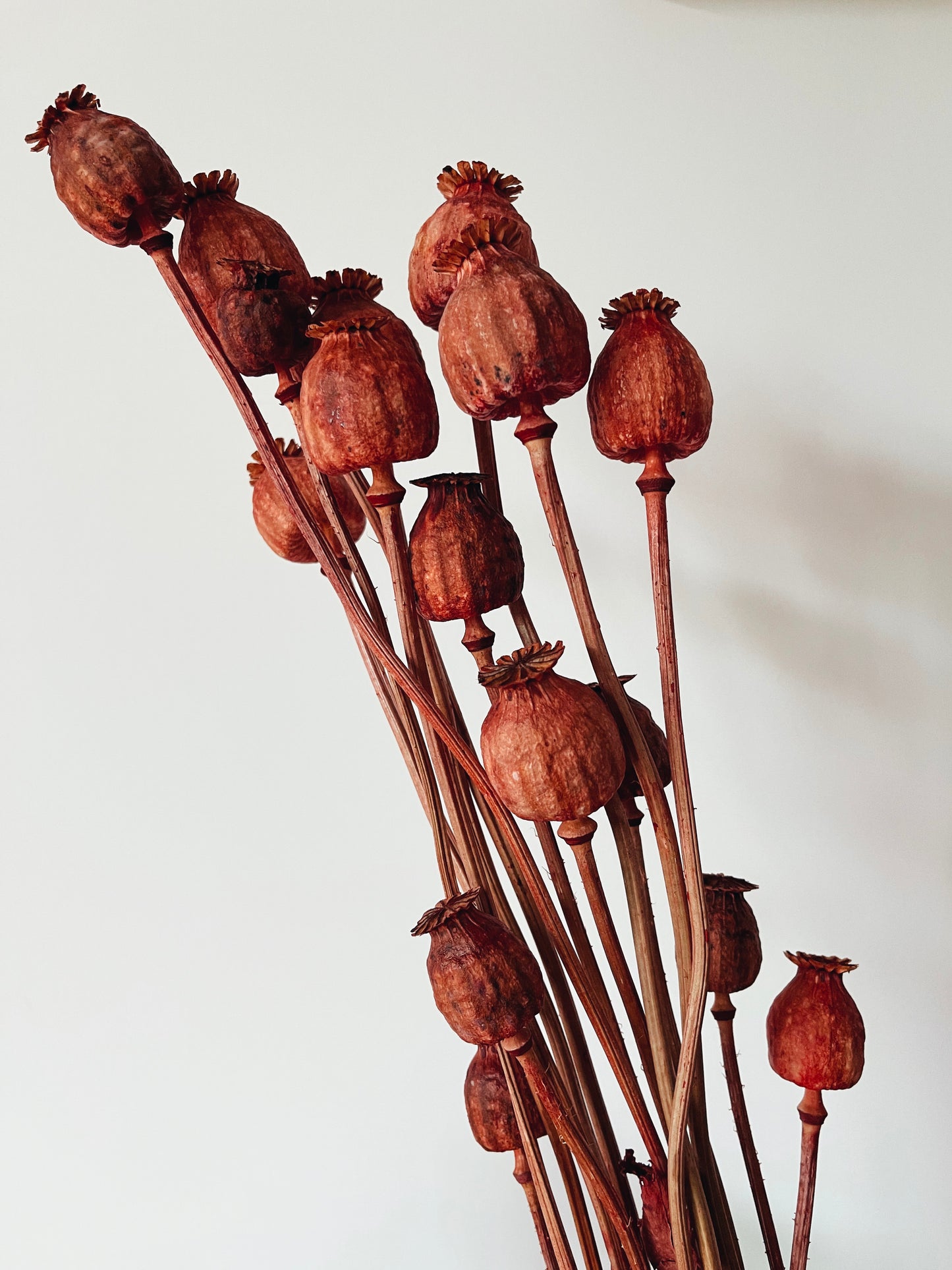 Papaver Red Dried Flowers