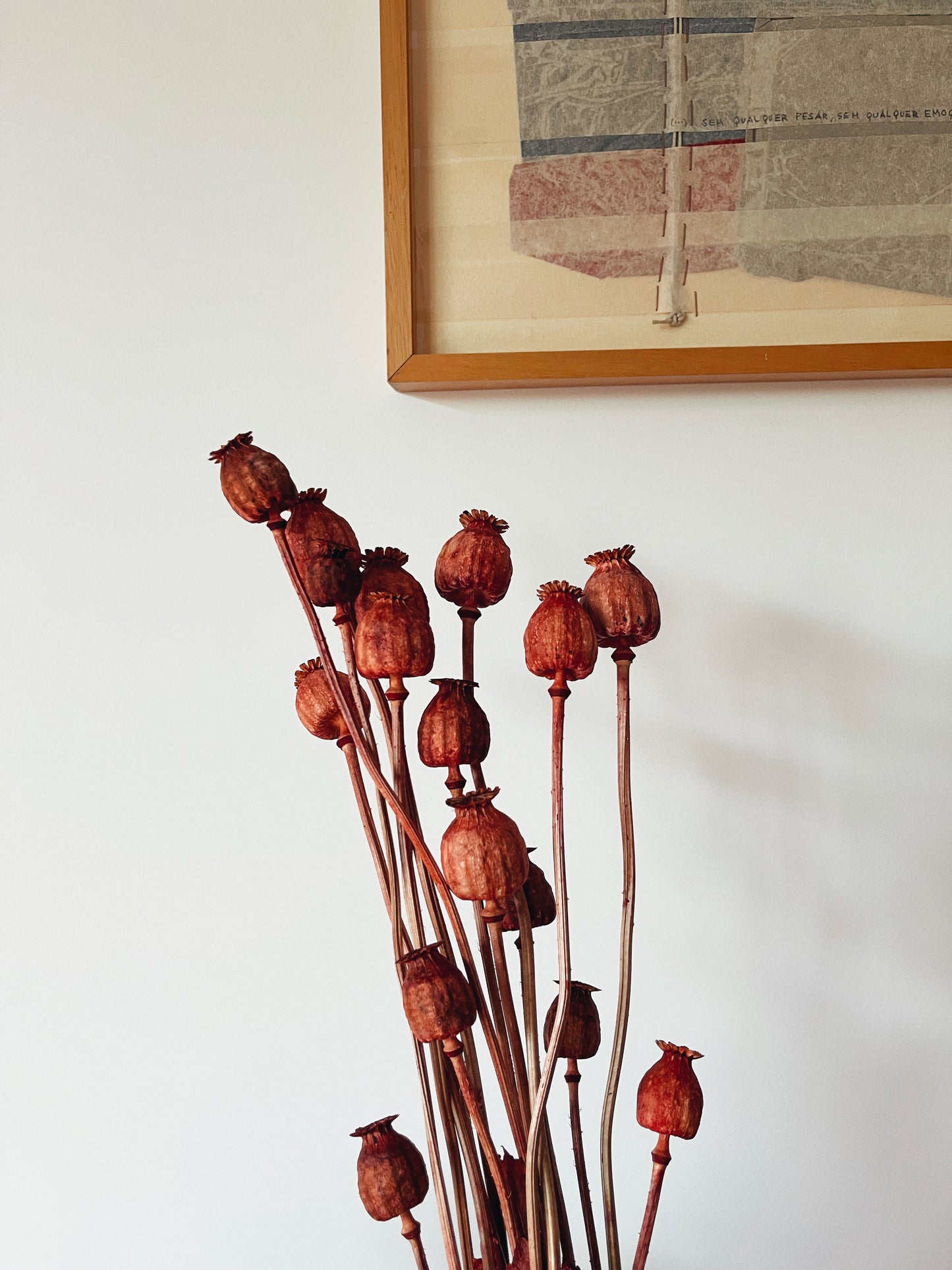 Papaver Red Dried Flowers