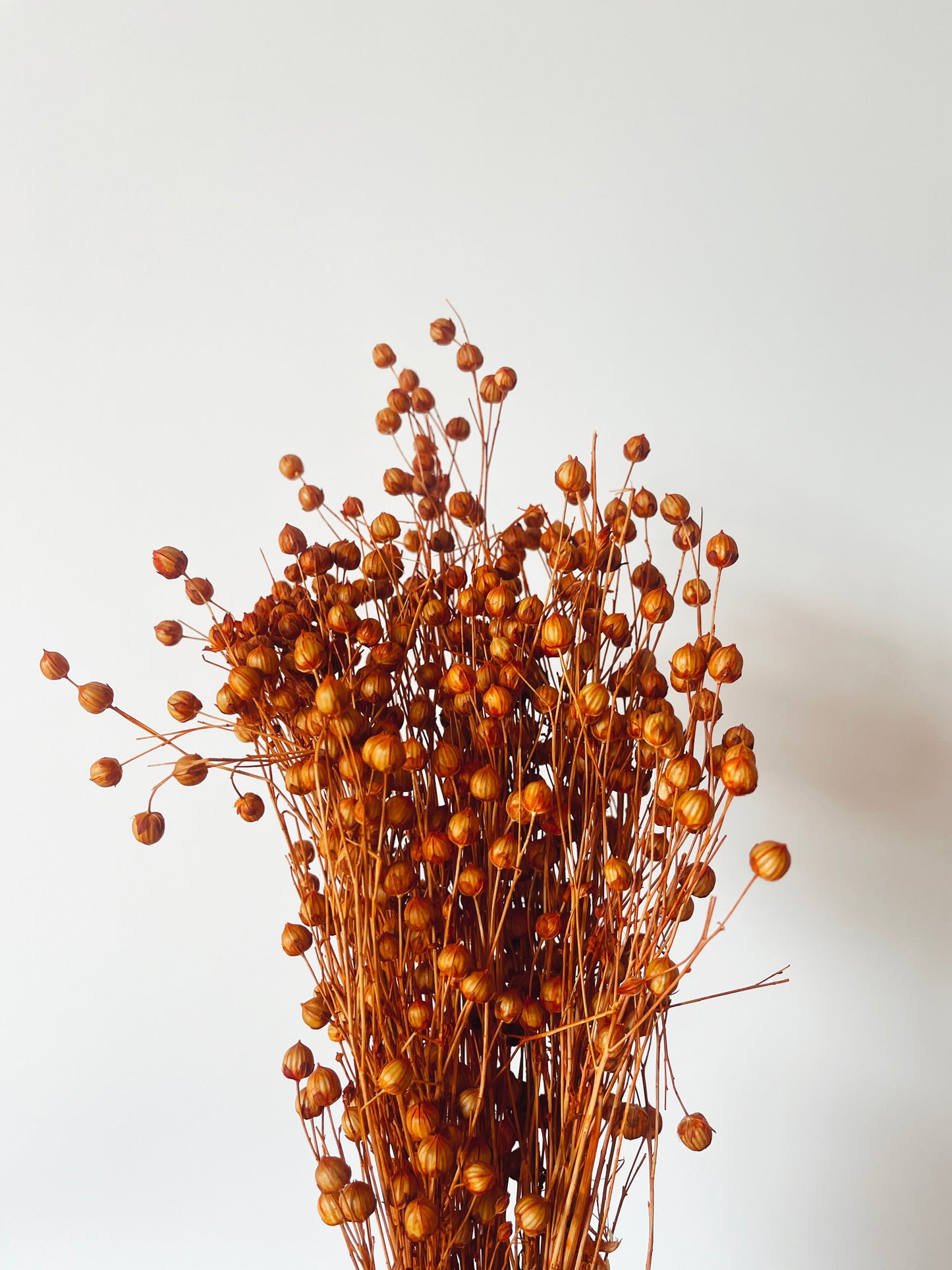 Linum Orange Dried Flowers