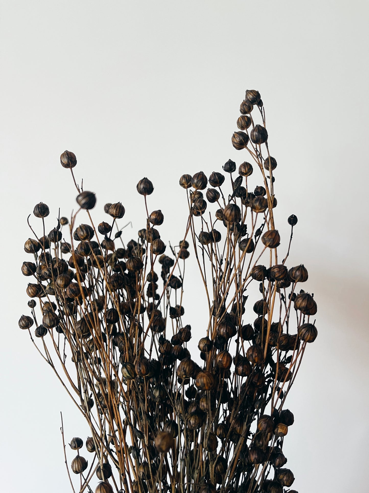 Linum Dark