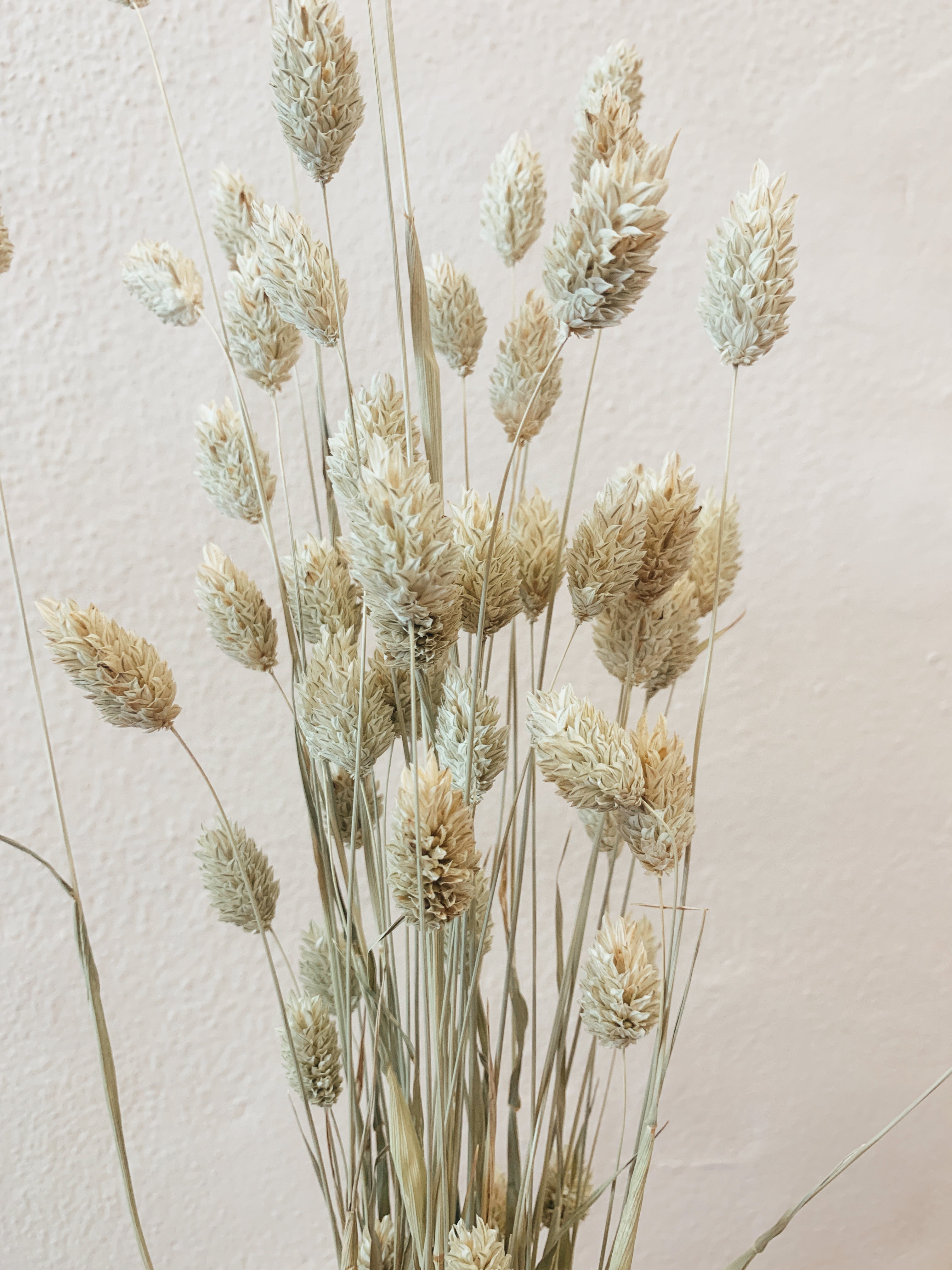 Droge Phalaris Bloemen Natuurlijk