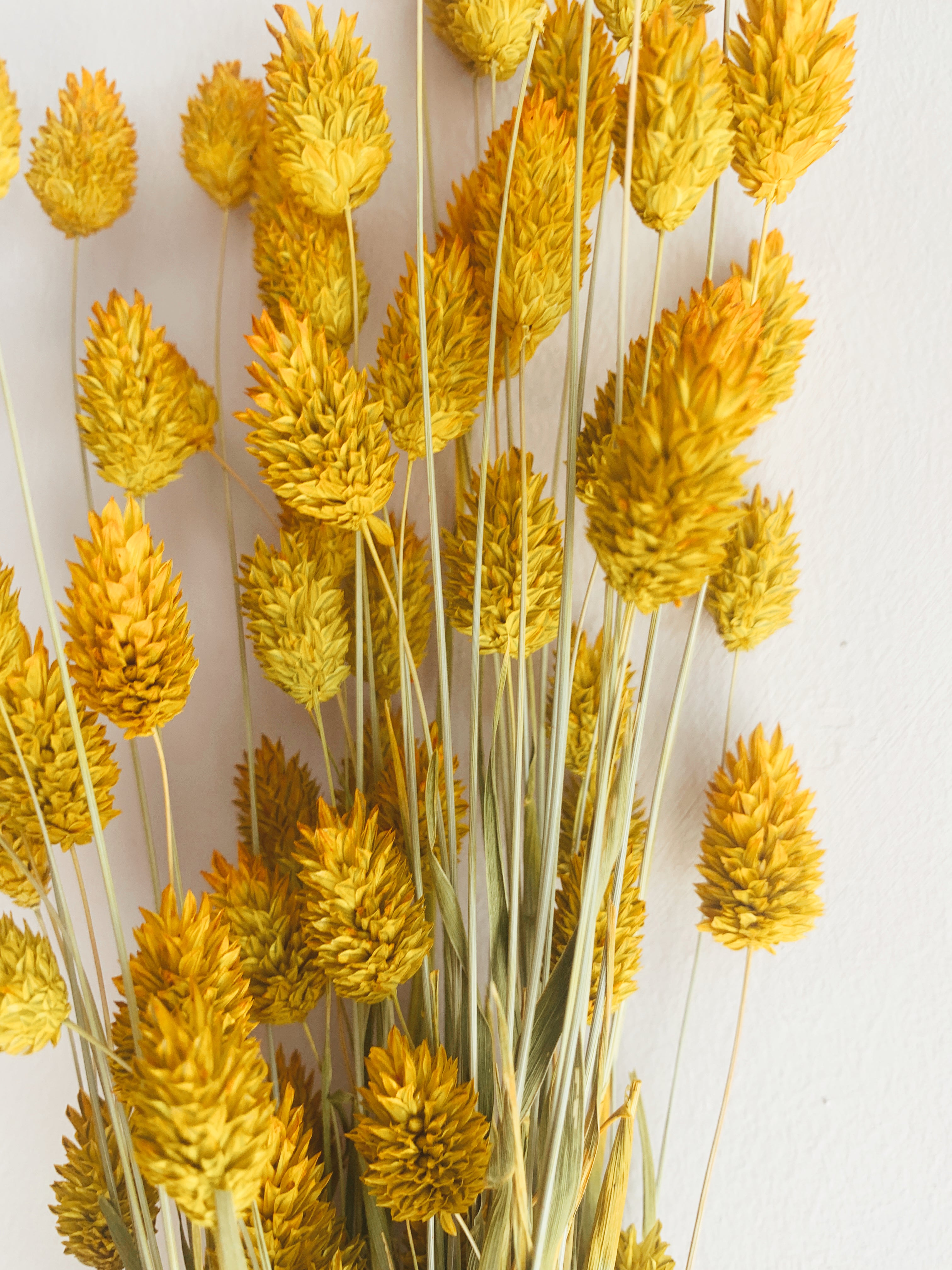 Flores Secas Phalaris Amarela