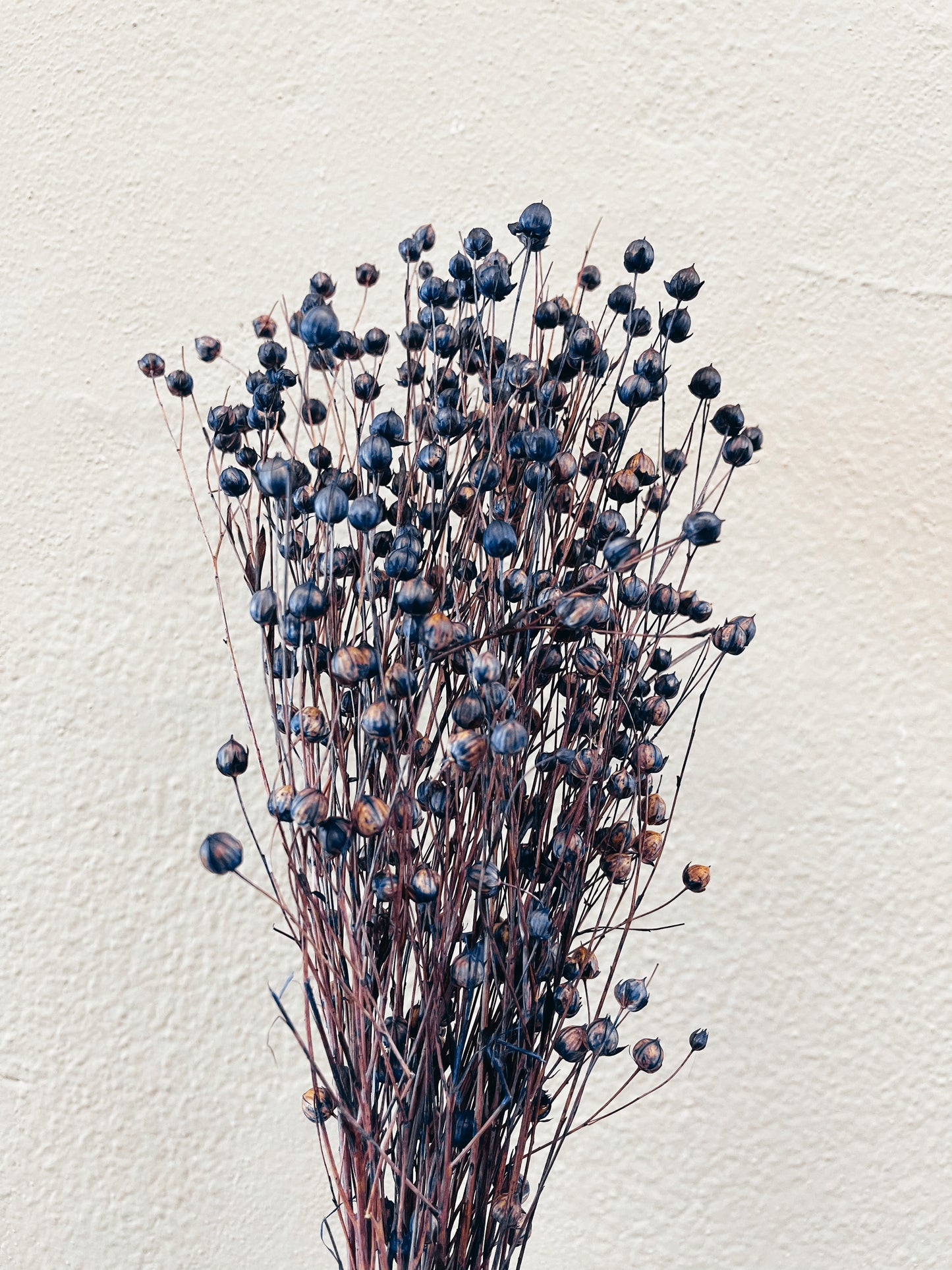 Linum Roxo