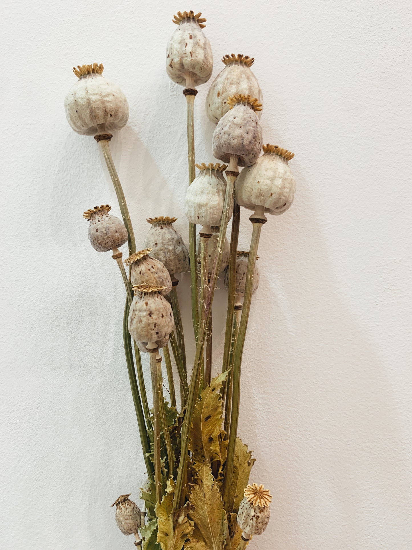 Papaver Natural Dried Flowers