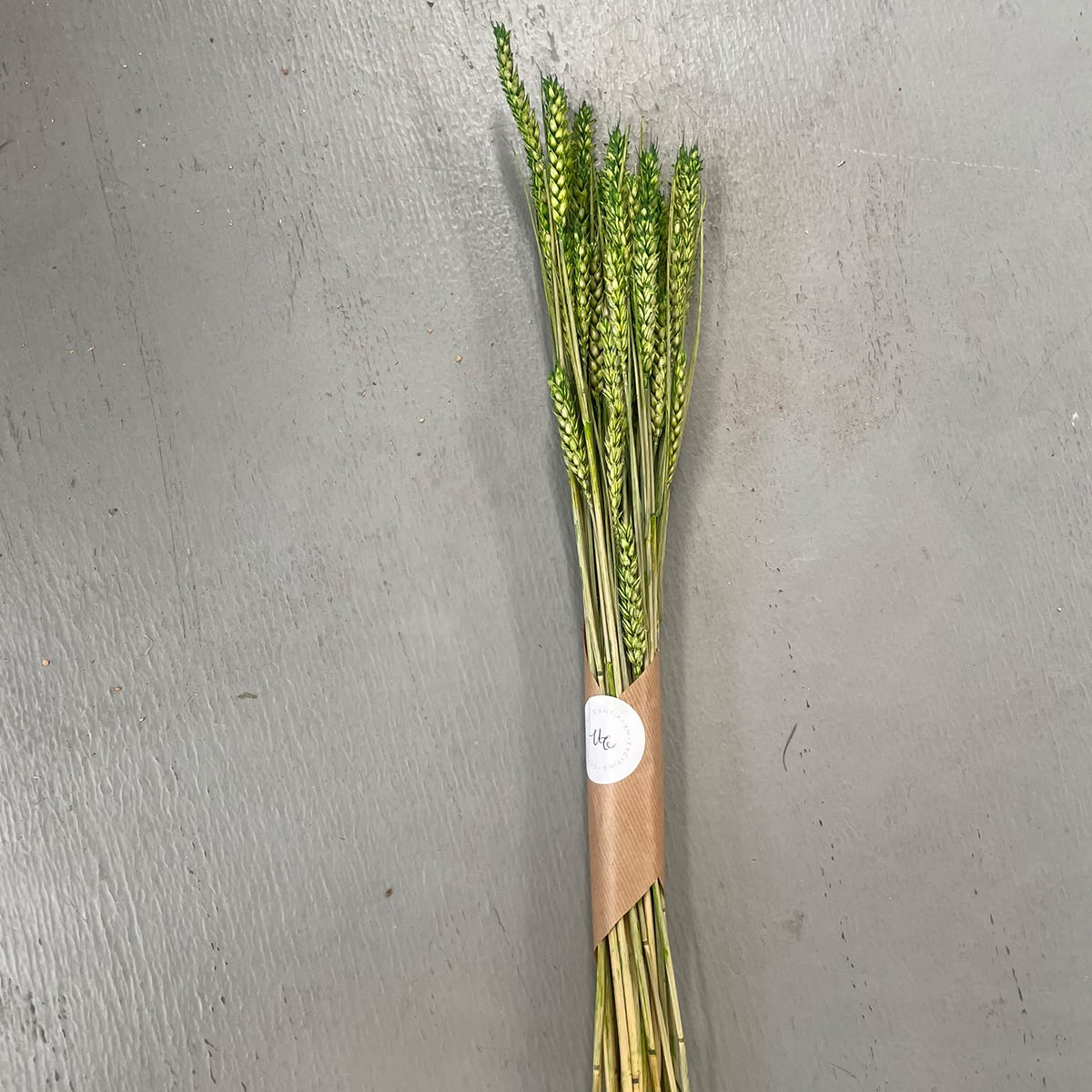 Droge Bloemen Groene Tarwe