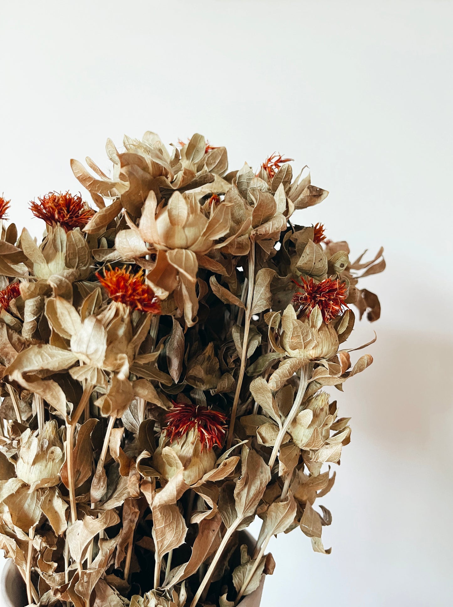 Carthamus Dried Flowers