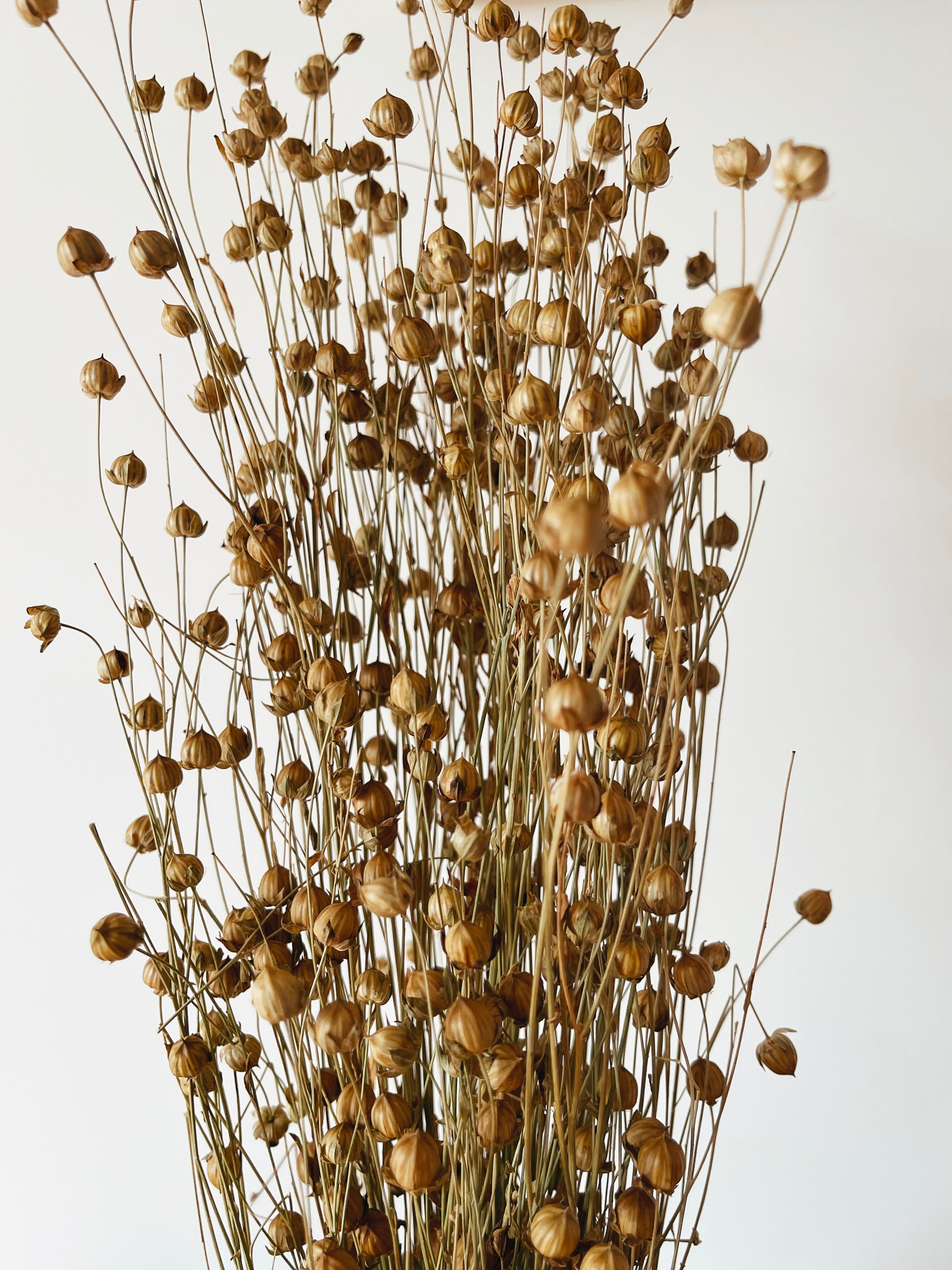 Linum Natural Dried Flowers