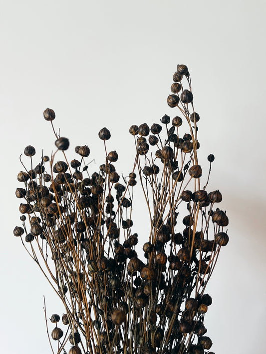 Linum Dark Dried Flowers