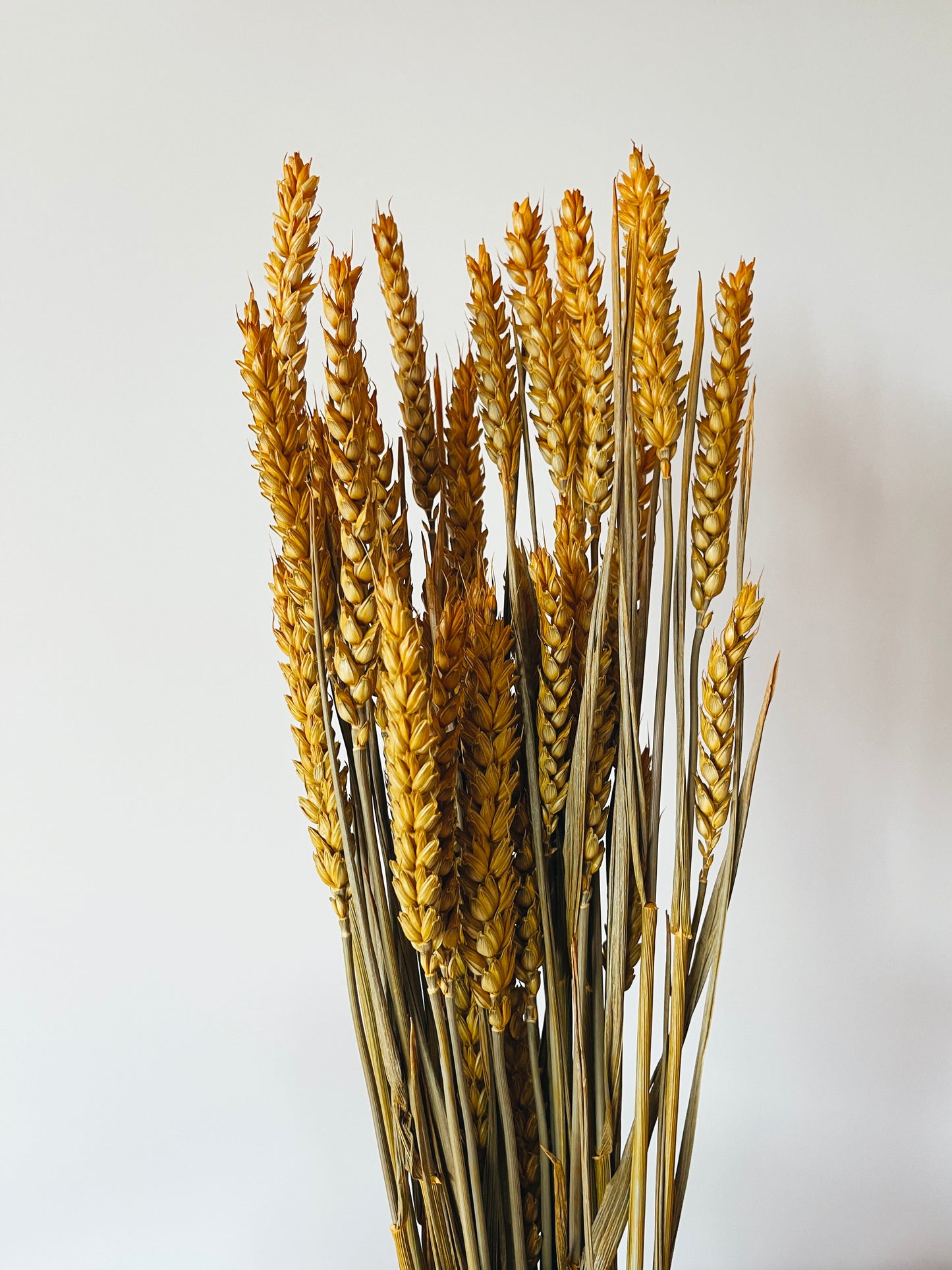 Wheat Yellow Dried Flowers