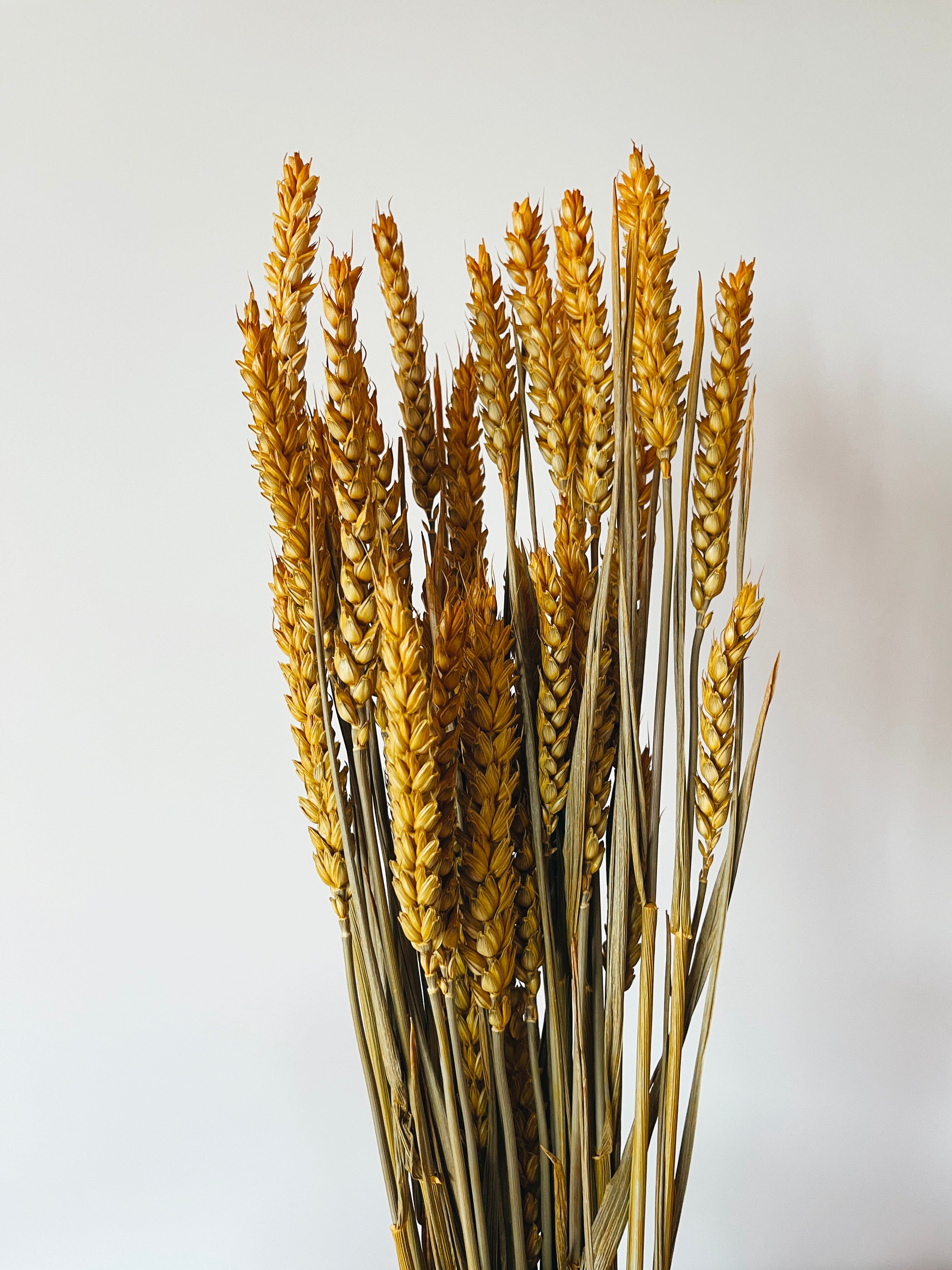 Wheat Yellow Dried Flowers