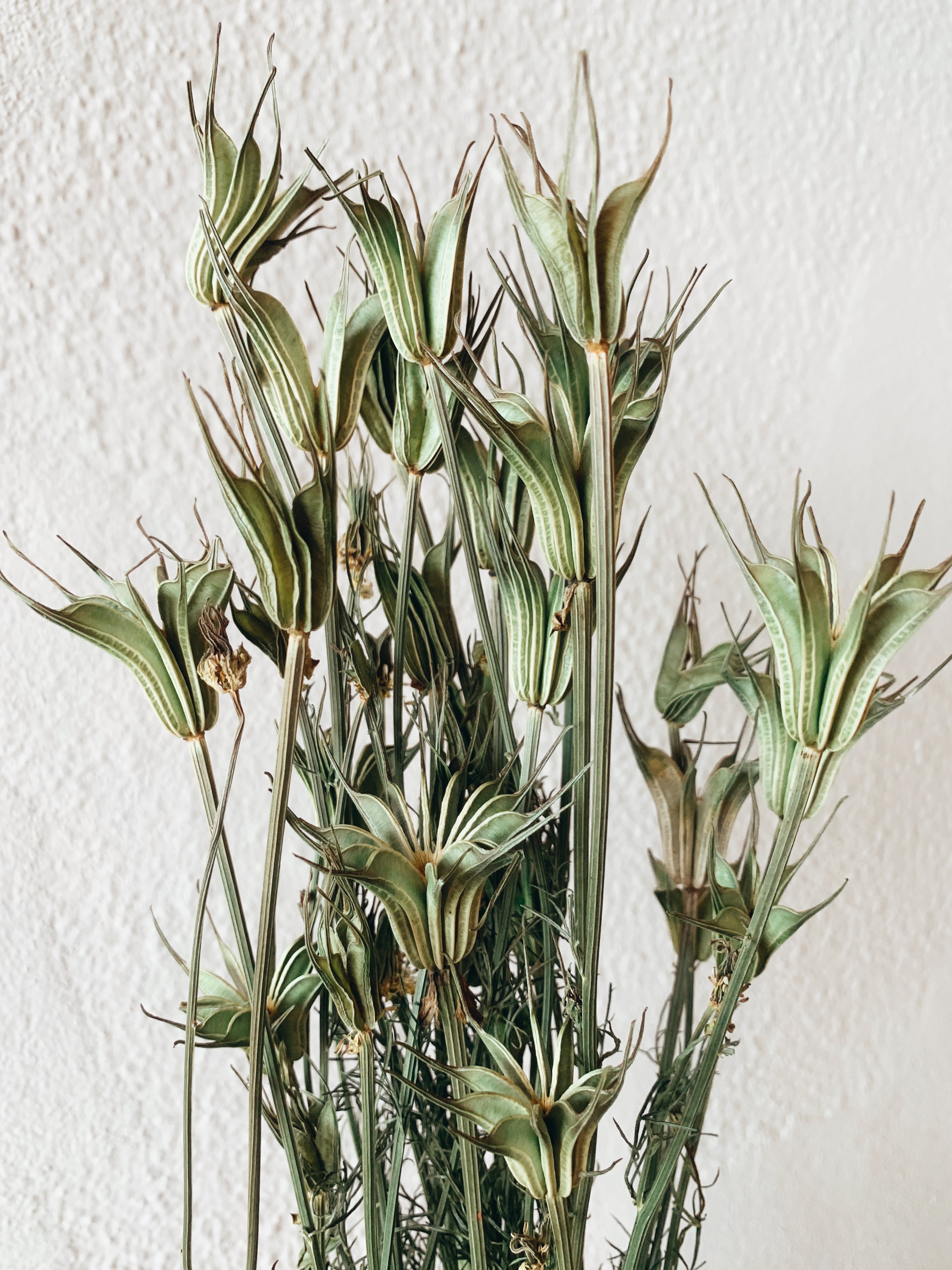 Getrocknete Blumen Nigella Orientalis