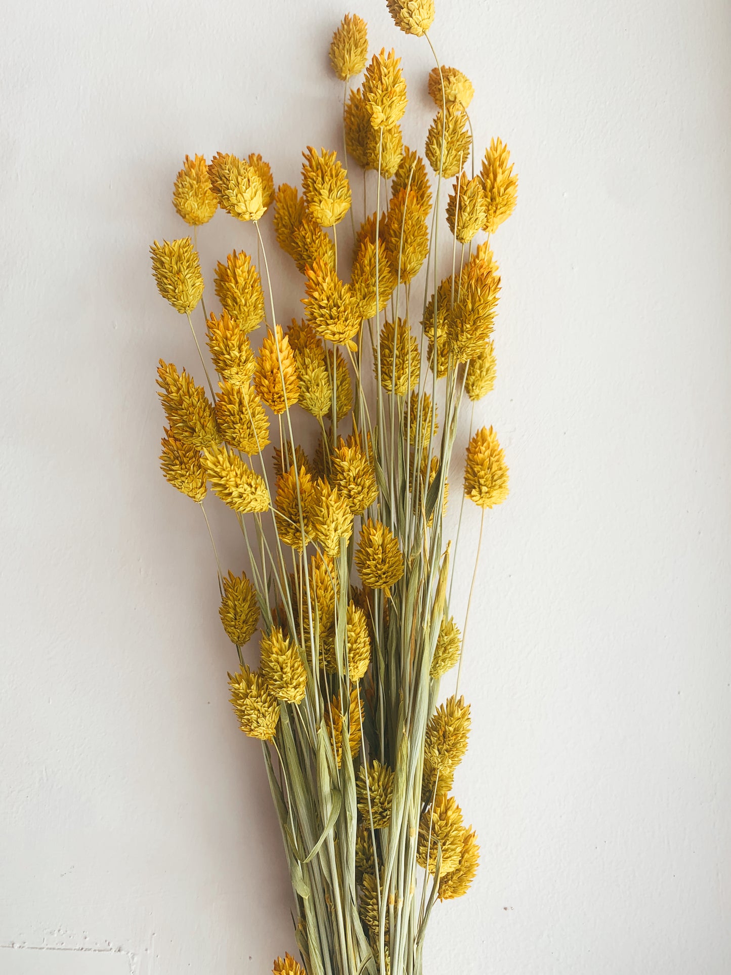 Phalaris Yellow Dried Flowers