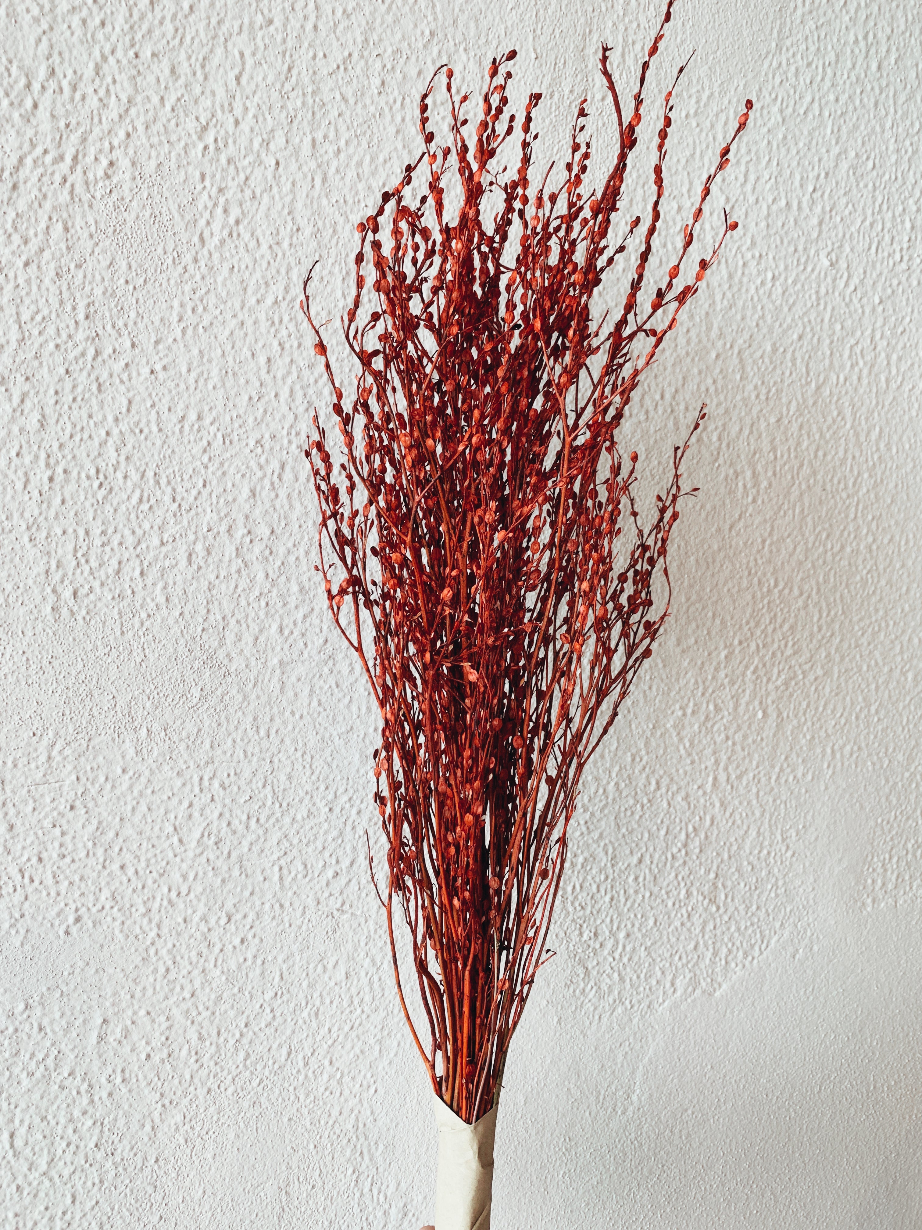 Flores Secas Lepidium Vermelho