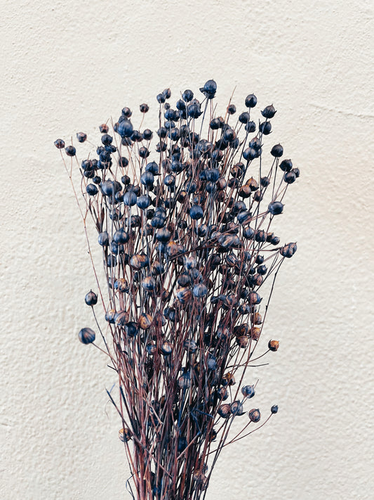 Phalaris Blue Dried Flowers – Uma Cantik