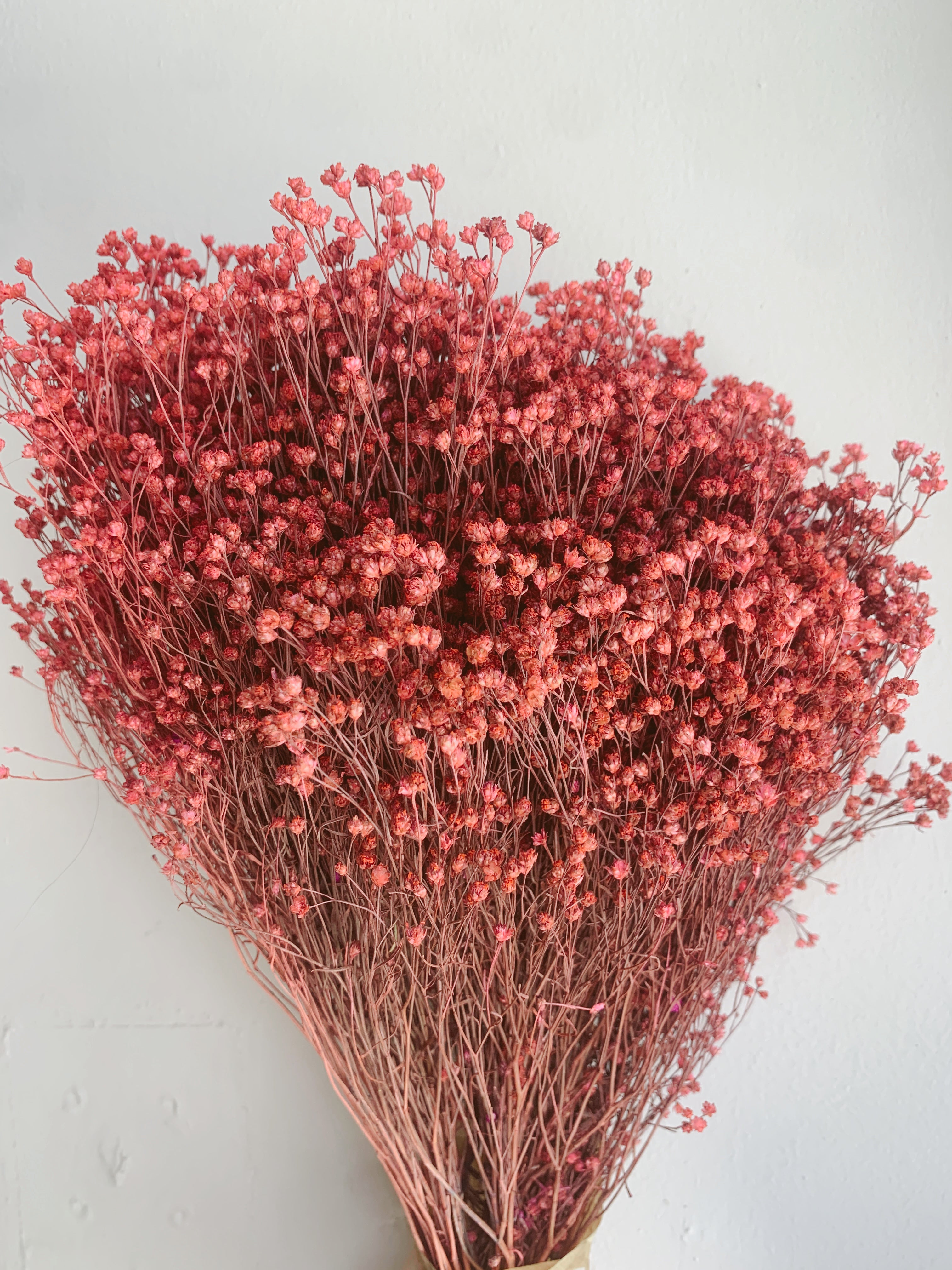 Flores Secas Broom Bloom Rosa