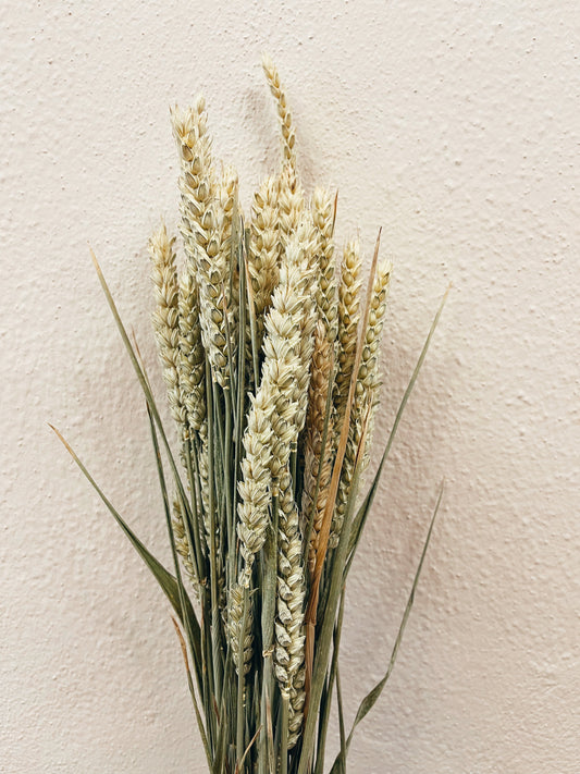 Wheat Natural Dried Flowers