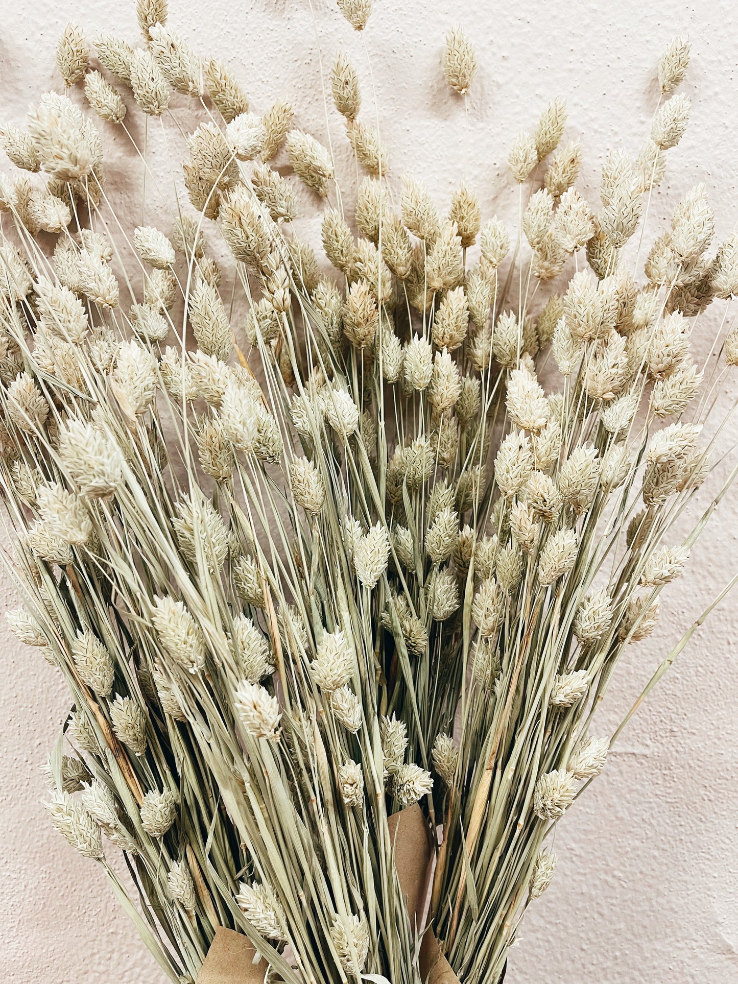 Phalaris Dried Flowers