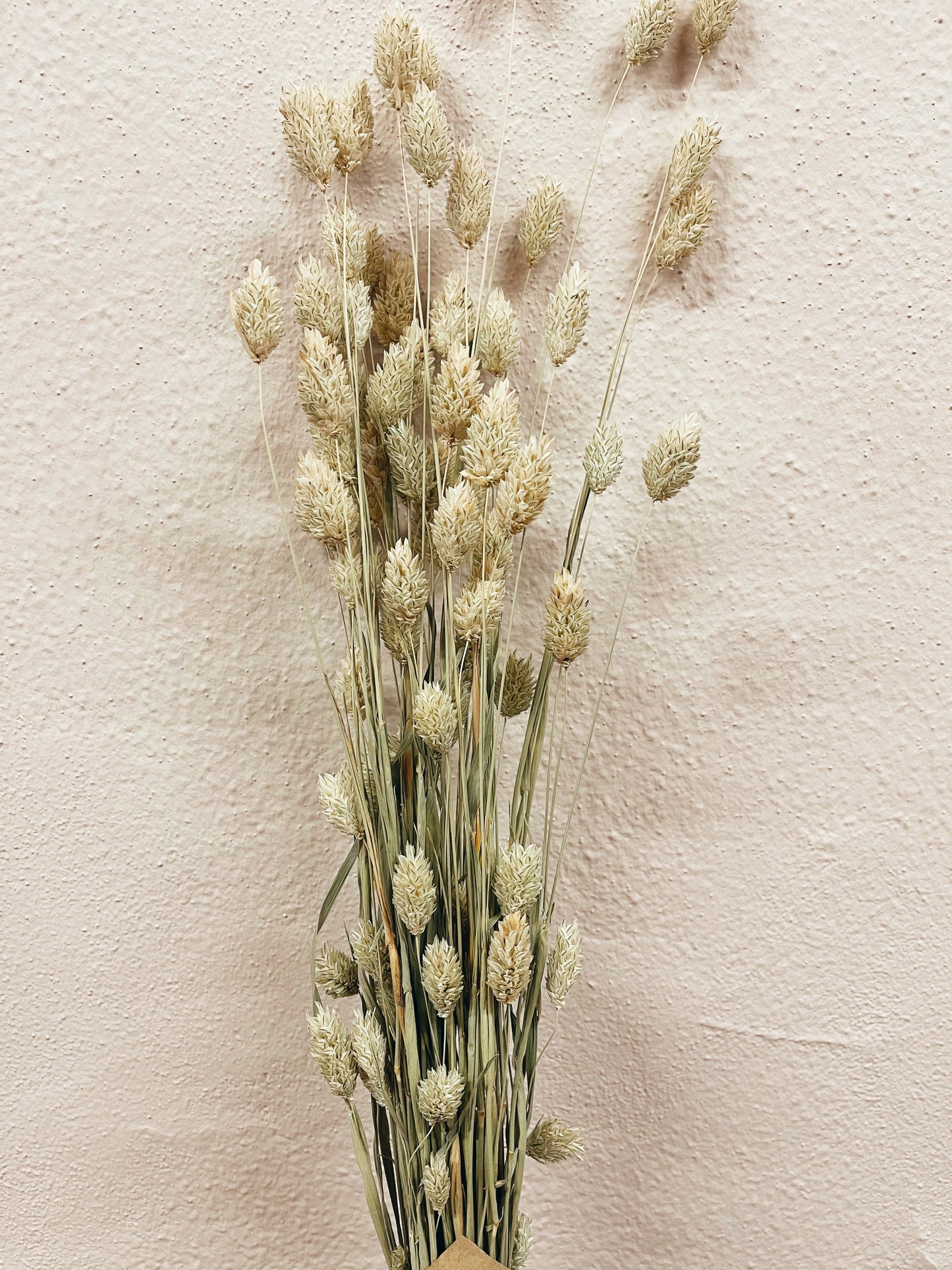Phalaris Dried Flowers