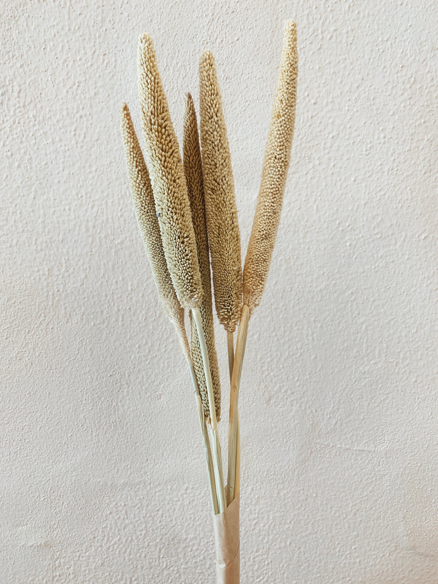 Babala Natural Dried Flowers