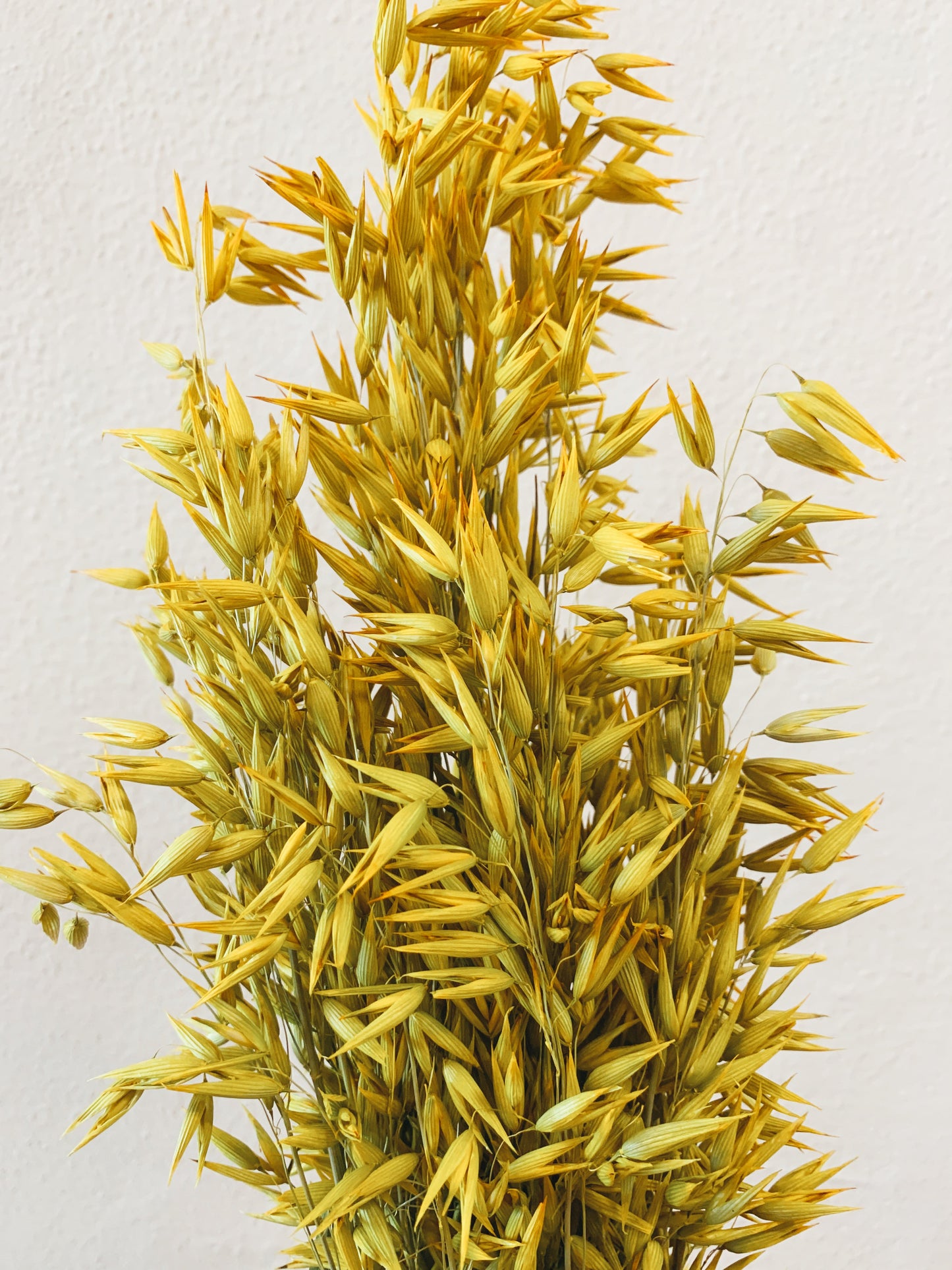 Avena Yellow Dried Flowers