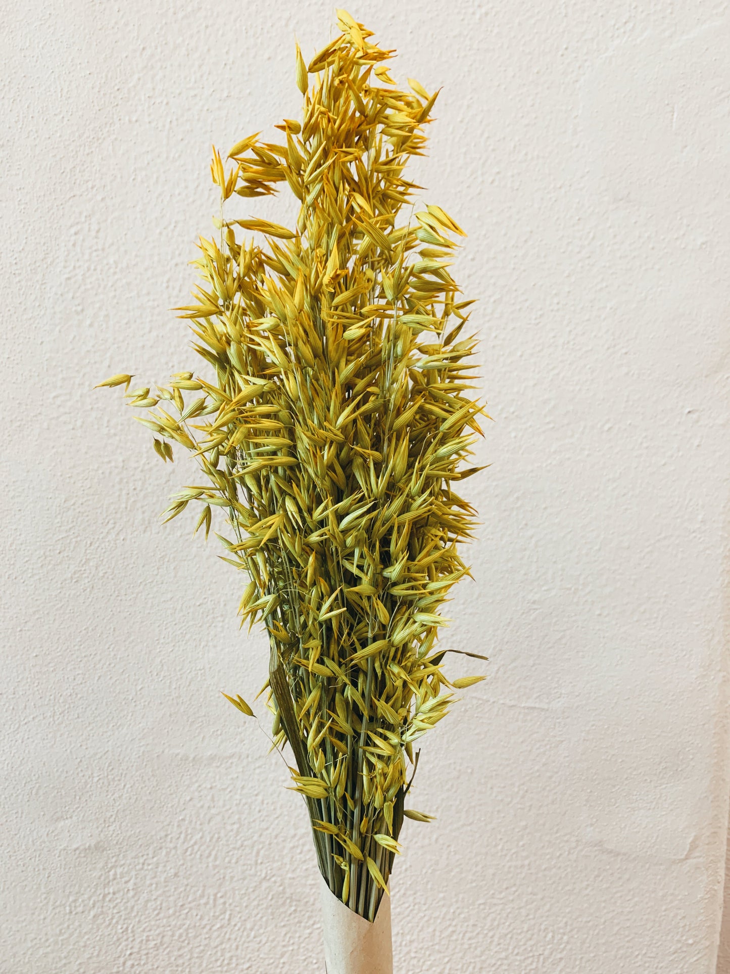 Avena Yellow Dried Flowers