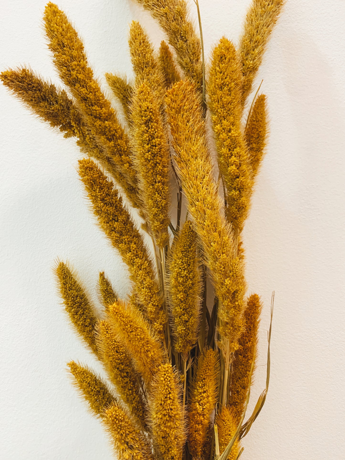 Setaria Yellow Dried Flowers